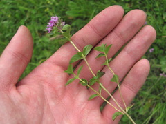 Thymus nummularius