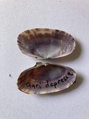 Gari depressa