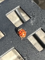Harmonia axyridis