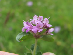 Thymus nummularius