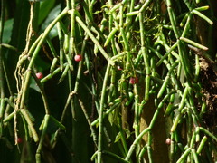 Rhipsalis teres