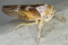 Populicerus formosus