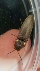 Deilelater physoderus