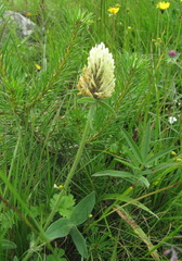 Trifolium trichocephalum