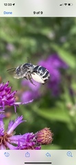 Melissodes denticulatus