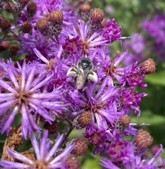 Melissodes denticulatus