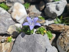 Campanula cenisia