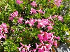 Rhododendron hirsutum