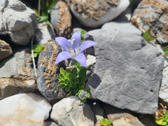 Campanula cenisia
