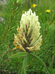 Trifolium trichocephalum