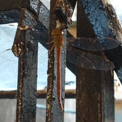 Triacanthagyna septima