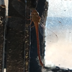 Triacanthagyna septima