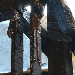 Triacanthagyna septima