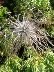 Pulsatilla