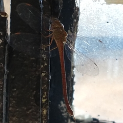 Triacanthagyna septima