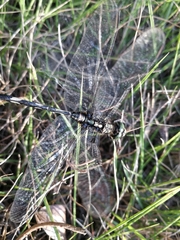 Orthetrum sabina