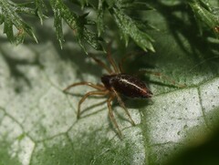 Allagelena gracilens