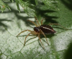 Allagelena gracilens
