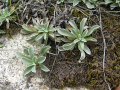 Antennaria caucasica