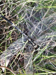Orthetrum sabina