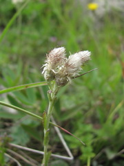 Antennaria caucasica