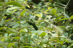 Chloropsis sonnerati