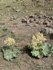 Rheum ribes