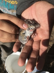 Peromyscus truei