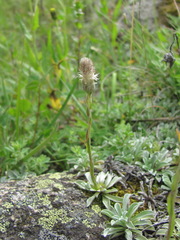 Antennaria caucasica
