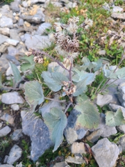 Adenostyles leucophylla