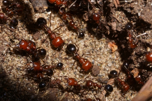 Canary Islands Harvester Ant