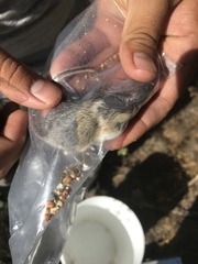 Peromyscus truei