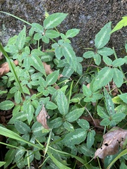 Pseudocayratia pengiana