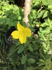 Oenothera pilosella