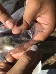 Peromyscus truei