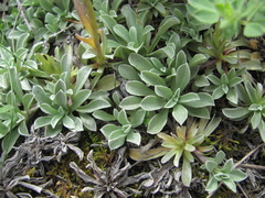 Antennaria caucasica