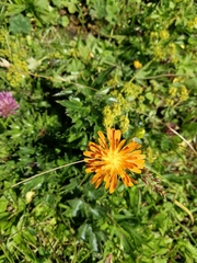Crepis aurea