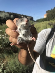 Peromyscus truei