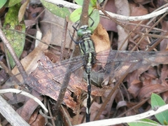 Orthetrum sabina