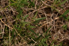 Clematis linearifolia