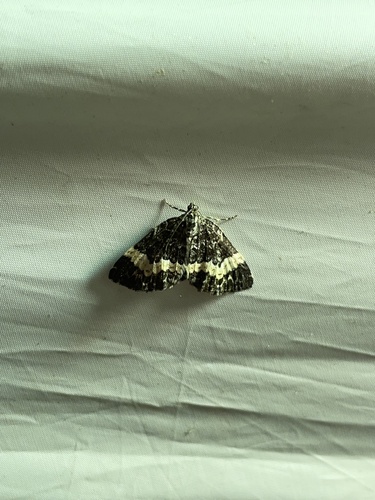 White-banded Carpet Moth