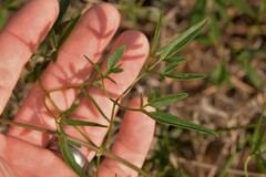 Clematis linearifolia