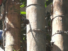 Hypolimnas bolina