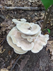 Bondarzewia berkeleyi