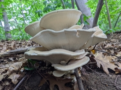 Bondarzewia berkeleyi