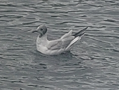 Chroicocephalus ridibundus