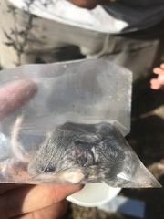 Peromyscus truei