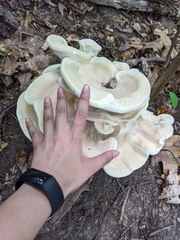 Bondarzewia berkeleyi