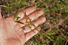 Clematis linearifolia