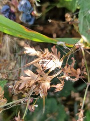 Geranium robertianum